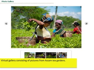 Virtual gallery consisting of pictures from Assam tea gardens.
 