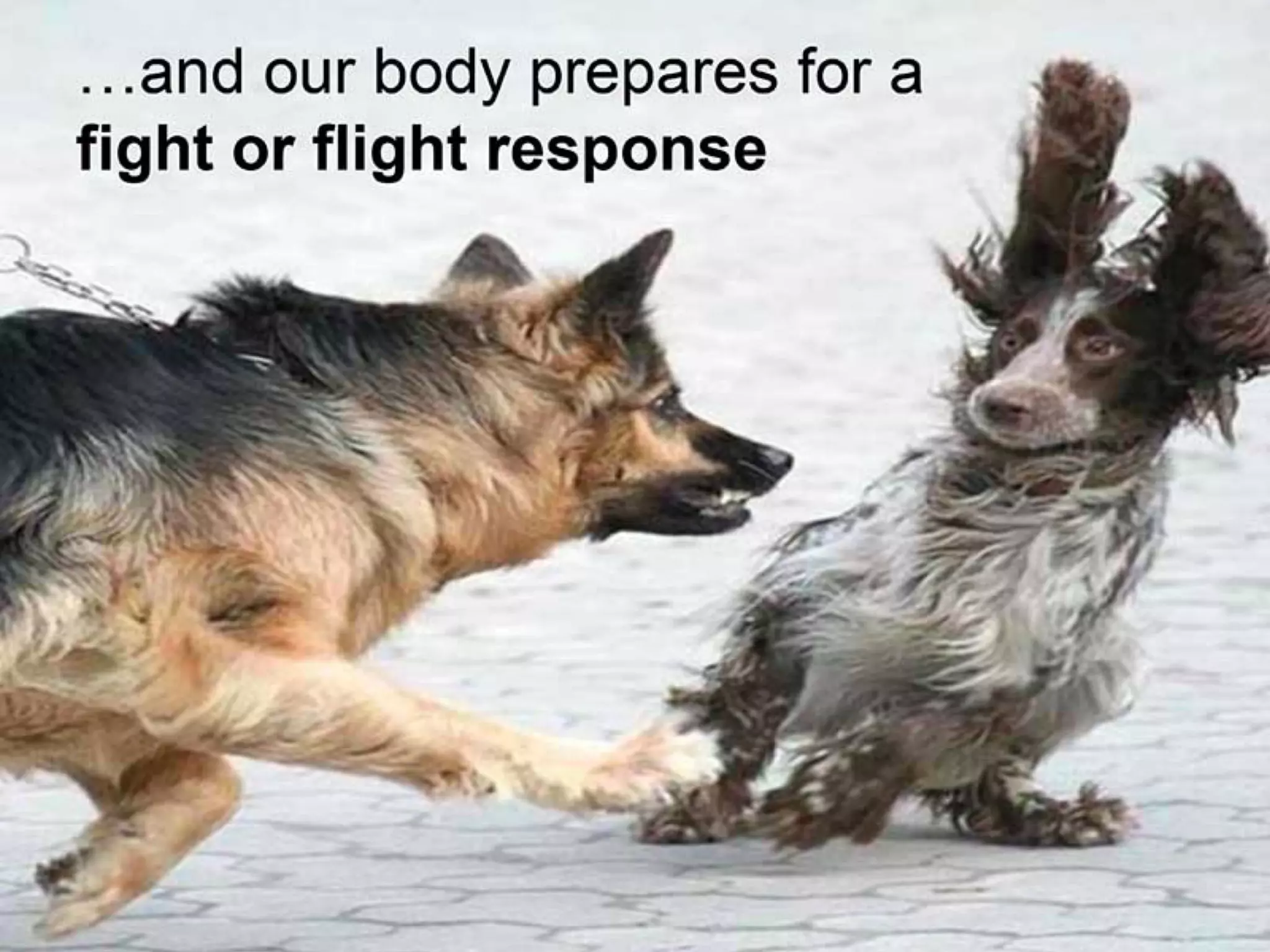 Google Deck on Digital Wellbeing 'A Call to Minimize Distraction and Respect Users' Attention'