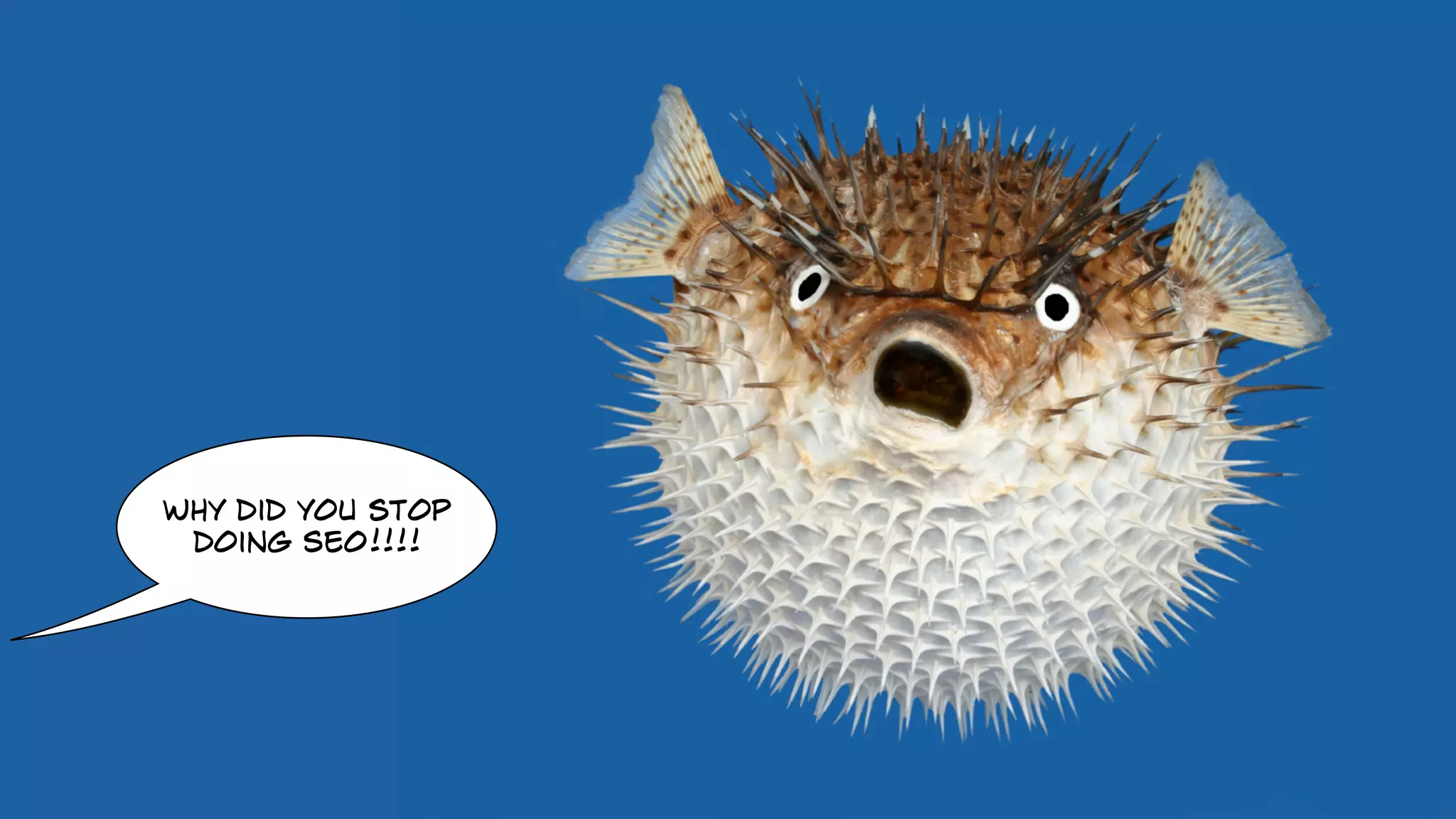 why did you stop
doing SEO!!!!
 