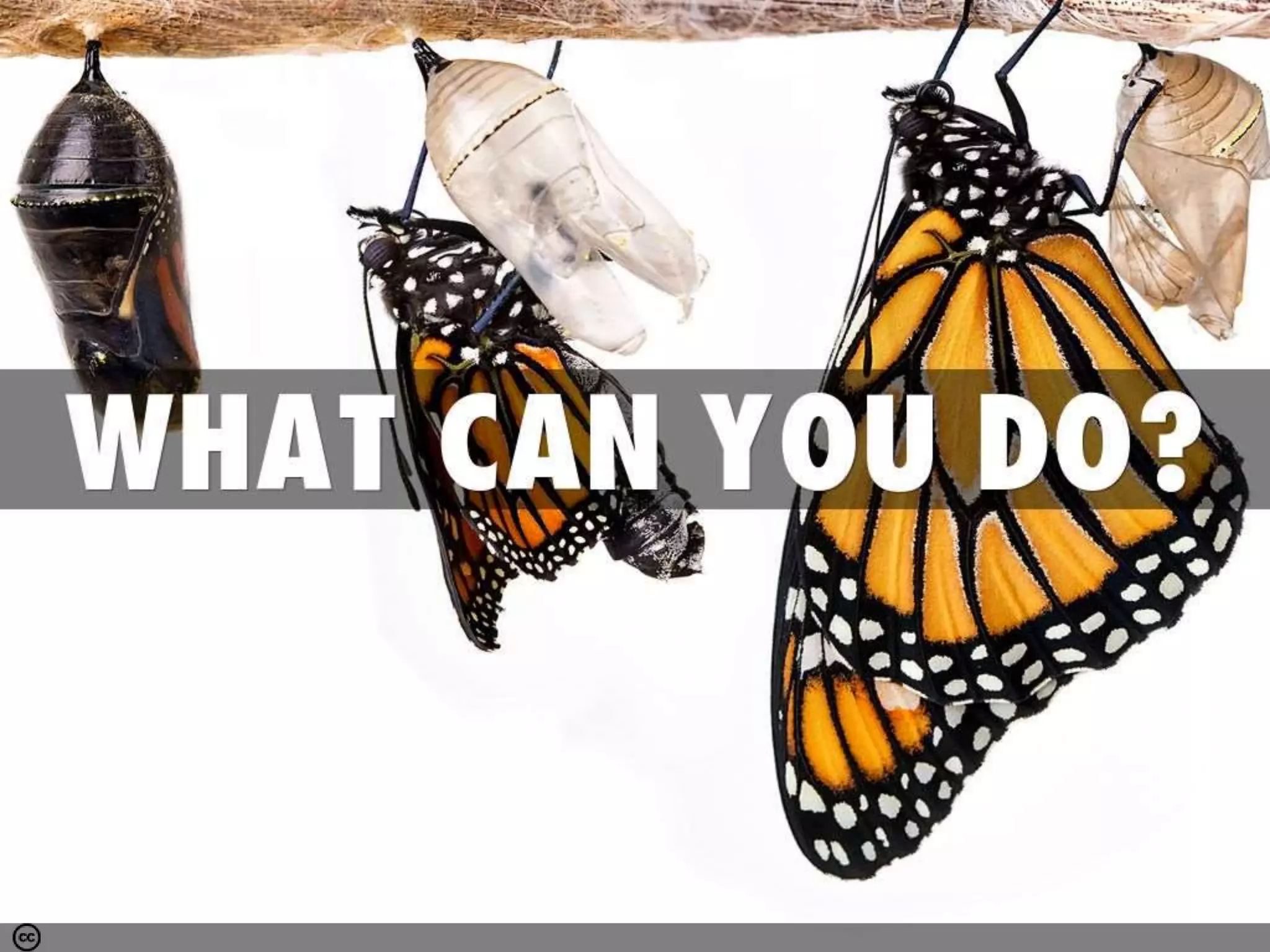 Photo by Santhosh Kumar . N - Creative Commons Attribution-NonCommercial-ShareAlike License https://www.flickr.com/photos/31077588@N02 Created with Haiku Deck
 