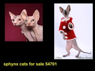 sphynx cats for sale 54701