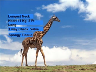 Longest Neck 
Heart 11 Kg, 2 Ft 
Long 
1 way Check Valve 
Spongy Tissue 
 