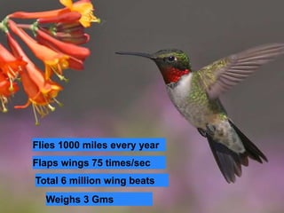 Flies 1000 miles every year 
Flaps wings 75 times/sec 
Total 6 million wing beats 
Weighs 3 Gms 
 