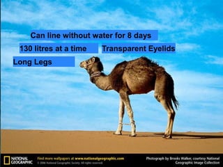 Can line without water for 8 days 
130 litres at a time Transparent Eyelids 
Long Legs 
 