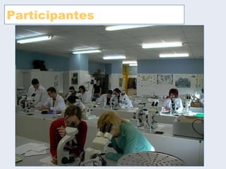 Participantes 