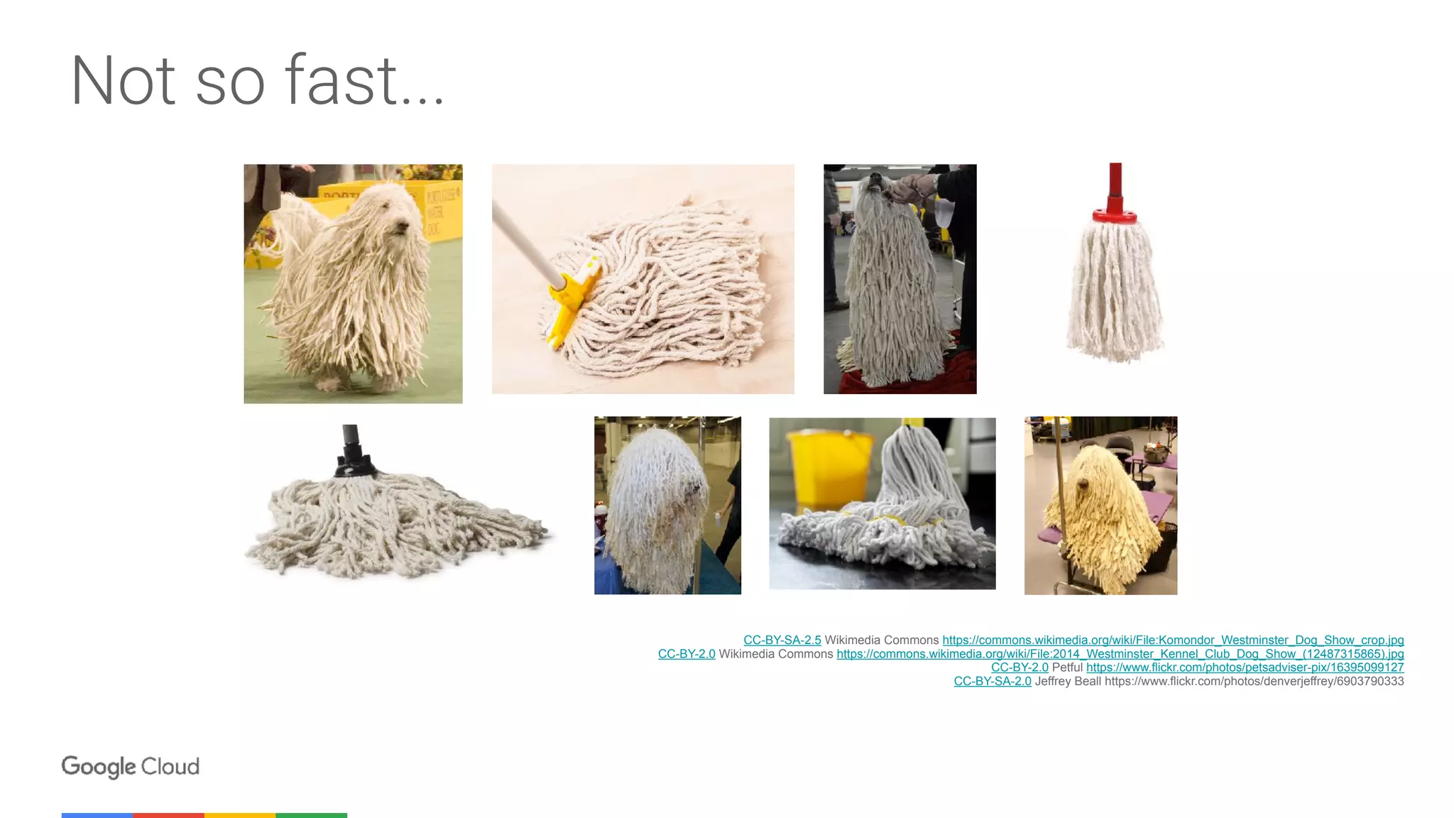 Not so fast...
CC-BY-SA-2.5 Wikimedia Commons https://commons.wikimedia.org/wiki/File:Komondor_Westminster_Dog_Show_crop.jpg
CC-BY-2.0 Wikimedia Commons https://commons.wikimedia.org/wiki/File:2014_Westminster_Kennel_Club_Dog_Show_(12487315865).jpg
CC-BY-2.0 Petful https://www.flickr.com/photos/petsadviser-pix/16395099127
CC-BY-SA-2.0 Jeffrey Beall https://www.flickr.com/photos/denverjeffrey/6903790333
 