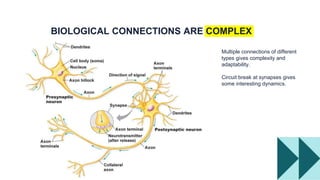 Multiple connections of different
types gives complexity and
adaptability.
Circuit break at synapses gives
some interesting dynamics.
BIOLOGICAL CONNECTIONS ARE COMPLEX
 