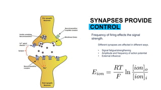 SYNAPSES PROVIDE
CONTROL
Different synapses are affected in different ways.
• Signal fatigue/strengthening
• Amplitude and frequency of action potential
• External influence
Frequency of firing effects the signal
strength.
 