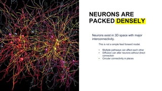NEURONS ARE
PACKED DENSELY
This is not a simple feed forward model.
• Multiple pathways can affect each other
• Diffusion can alter neurons without direct
connection
• Circular connectivity in places
Neurons exist in 3D space with major
interconnectivity.
 