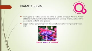 Google Fuchsia | PPTX