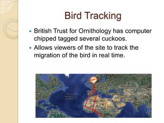 Bird Tracking
 British Trust for Ornithology has computer
  chipped tagged several cuckoos.
 Allows viewers of the site to track the
  migration of the bird in real time.
 