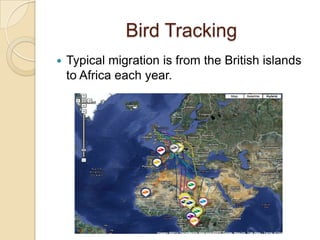 Bird Tracking
   Typical migration is from the British islands
    to Africa each year.
 