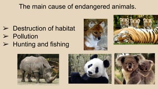 The main cause of endangered animals.
➢ Destruction of habitat
➢ Pollution
➢ Hunting and fishing
 