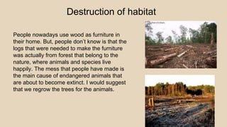 Destruction of habitat
People nowadays use wood as furniture in
their home. But, people don’t know is that the
logs that were needed to make the furniture
was actually from forest that belong to the
nature, where animals and species live
happily. The mess that people have made is
the main cause of endangered animals that
are about to become extinct. I would suggest
that we regrow the trees for the animals.
 