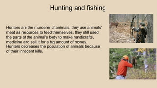 Hunting and fishing
Hunters are the murderer of animals, they use animals’
meat as resources to feed themselves, they still used
the parts of the animal's body to make handicrafts,
medicine and sell it for a big amount of money.
Hunters decreases the population of animals because
of their innocent kills.
 