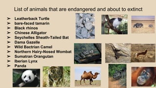 List of animals that are endangered and about to extinct
➢ Leatherback Turtle
➢ bare-faced tamarin
➢ Black rhinos
➢ Chinese Alligator
➢ Seychelles Sheath-Tailed Bat
➢ Dama Gazelle
➢ Wild Bactrian Camel
➢ Northern Hairy-Nosed Wombat
➢ Sumatran Orangutan
➢ Iberian Lynx
➢ Panda
 