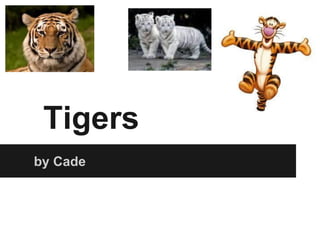 Tigers
by Cade
 