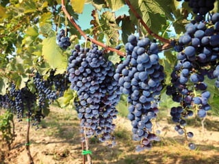 Goomba and paison june 4 2016