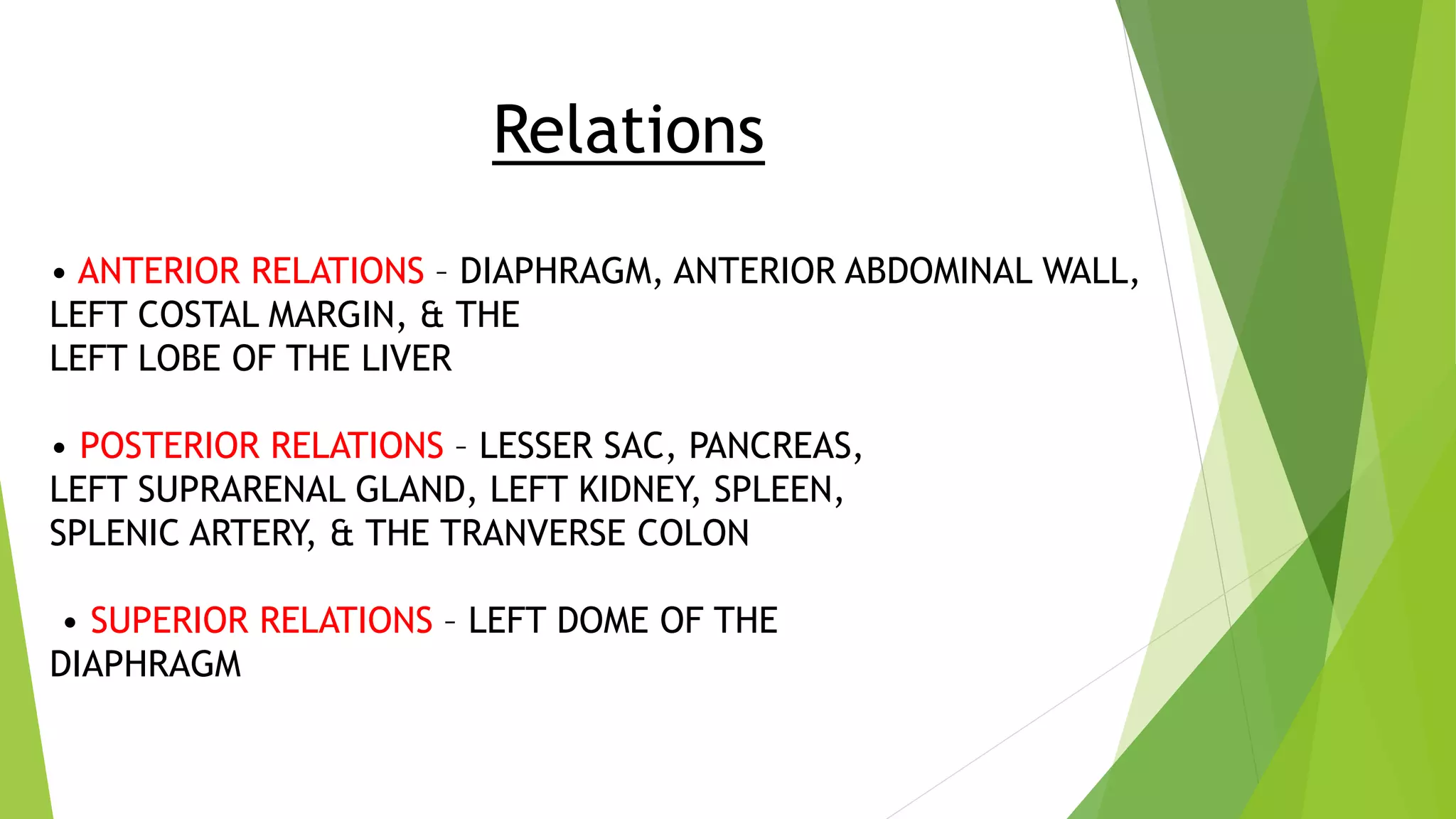 Relations
• ANTERIOR RELATIONS – DIAPHRAGM, ANTERIOR ABDOMINAL WALL,
LEFT COSTAL MARGIN, & THE
LEFT LOBE OF THE LIVER
• POSTERIOR RELATIONS – LESSER SAC, PANCREAS,
LEFT SUPRARENAL GLAND, LEFT KIDNEY, SPLEEN,
SPLENIC ARTERY, & THE TRANVERSE COLON
• SUPERIOR RELATIONS – LEFT DOME OF THE
DIAPHRAGM
 
