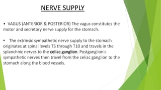 NERVE SUPPLY
• VAGUS (ANTERIOR & POSTERIOR) The vagus constitutes the
motor and secretory nerve supply for the stomach.
• The extrinsic sympathetic nerve supply to the stomach
originates at spinal levels T5 through T10 and travels in the
splanchnic nerves to the celiac ganglion. Postganglionic
sympathetic nerves then travel from the celiac ganglion to the
stomach along the blood vessels.
 