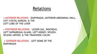 Relations
• ANTERIOR RELATIONS – DIAPHRAGM, ANTERIOR ABDOMINAL WALL,
LEFT COSTAL MARGIN, & THE
LEFT LOBE OF THE LIVER
• POSTERIOR RELATIONS – LESSER SAC, PANCREAS,
LEFT SUPRARENAL GLAND, LEFT KIDNEY, SPLEEN,
SPLENIC ARTERY, & THE TRANVERSE COLON
• SUPERIOR RELATIONS – LEFT DOME OF THE
DIAPHRAGM
 