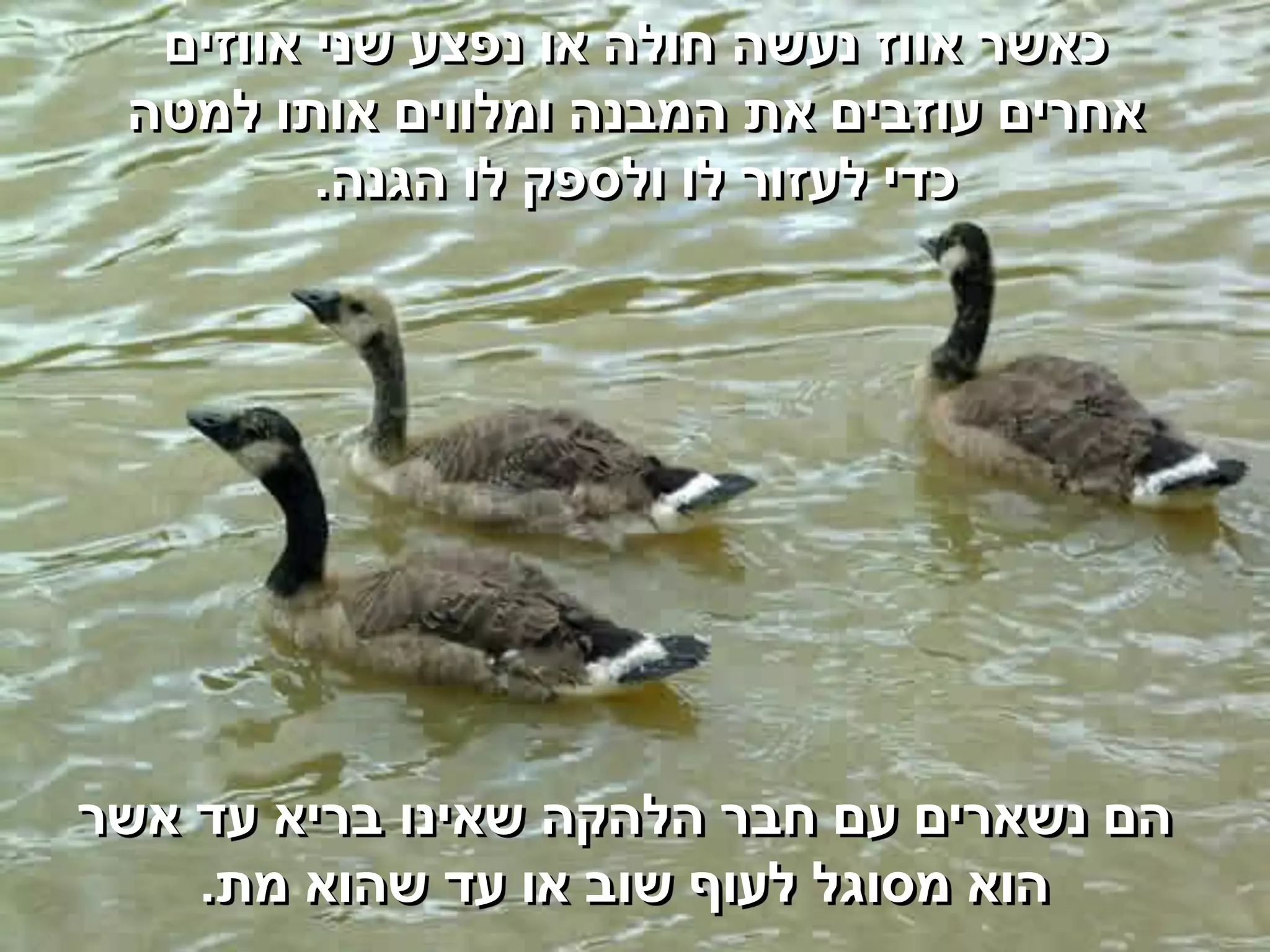 ‫כאשר אווז נעשה חולה או נפצע שני אווזים‬
 ‫אחרים עוזבים את המבנה ומלווים אותו למטה‬
         ‫כדי לעזור לו ולספק לו הגנה.‬




‫הם נשארים עם חבר הלהקה שאינו בריא עד אשר‬
    ‫הוא מסוגל לעוף שוב או עד שהוא מת.‬
 