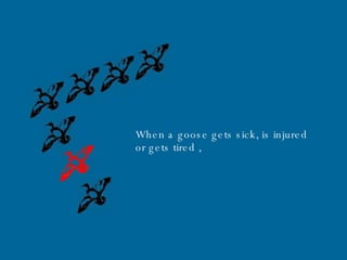 When a goose gets sick, is injured or gets tired   , 