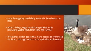 • turn the eggs by hand daily when the hens leave the
nest
• After 15 days, eggs should be sprinkled with
lukewarm water each time they are turned.
• If hatched under geese that have access to swimming
facilities, the eggs need not be sprinkled with water.
 