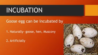 INCUBATION
Goose egg can be incubated by
1. Naturally- goose, hen, Muscovy
2. Artificially
 