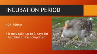 INCUBATION PERIOD
• 28-35days
• It may take up to 3 days for
hatching to be completed.
 