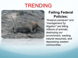 Failing Federal
Policies:
“Analysis paralysis” and
“management by
litigation” are killing
millions of animals,
destroying our
environment, wasting
natural resources, and
depressing western
communities.
TRENDING
 