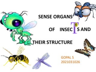 S AND
SENSE ORGANS
OF INSEC
THEIR STRUCTURE
GOPAL S
2021031026
 