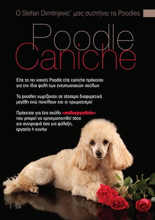 Poodle
CanicheΕΕίίττεε ττοο ππεειι κκααννεείίςς PPooooddllee εείίττεε ccaanniicchhee ππρρόόκκεειιττααιι
γγιιαα ττηηνν ίίδδιιαα φφυυλλήή ττωωνν εεννττυυππωωσσιιαακκώώνν σσκκύύλλωωνν
ΤΤαα ppooooddlleess χχωωρρίίζζοοννττααιι σσεε ττέέσσσσεερραα δδιιααφφοορρεεττιικκάά
µµεεγγέέθθηη εεννώώ πποοιικκίίλλοουυνν κκααιι οοιι χχρρωωµµααττιισσµµοοίί
ΠΠρρόόκκεειιττααιι γγιιαα έένναα σσκκύύλλοο ««πποολλυυεερργγααλλεείίοο»»
πποουυ µµπποορρεείί νναα χχρρηησσιιµµοοπποοιιηηθθεείί ττόόσσοο
γγιιαα σσυυννττρροοφφιιάά όόσσοο γγιιαα φφύύλλααξξηη,,
εερργγαασσίίαα ήή κκυυννήήγγιι
O Stefan Dimitrijevic*
µας συστήνει τα Poodles
34
 