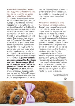 • Ποιες είναι οι ανάγκες – απαιτή-
σεις σε φροντίδα; Θα ήθελα να µας
πεις και για τα µεγέθη της φυλής
αλλά και το προσδόκιµο ζωής.
Το τρίχωµα του κανίς χρειάζεται αρ-
κετή περιποίηση για να µένει υγιές και
όµορφο. Οι περισσότεροι ιδιοκτήτες
προσφεύγουν σε επαγγελµατίες κοµ-
µωτές σκύλων κάθε 3 µε 4 εβδοµάδες.
Αυτό που όµως πρέπει να ξέρει ο κάθε
ιδιοκτήτης κανίς είναι το πώς να κάνει
σωστά µπάνιο τον σκύλο του και να
διατηρεί το τρίχωµά του σε καλή κατά-
σταση. Πριν το µπάνιο είναι απαραί-
τητο να βουρτσιστεί όλος ο σκύλος και
να ξεµπλεχτεί το τρίχωµά του. Απαι-
τούνται εξειδικευµένα σαµπουάν και
κοντίσιονερ. Το τρίχωµα πρέπει να
στεγνώνεται πολύ καλά τµήµα τµήµα
και έπειτα να διπλώνεται µε ειδικά
χαρτιά και λάστιχα για να αποφεύγεται
το σπάσιµο της τρίχας ειδικά του κεφα-
λιού. Tα κανίς χωρίζονται σε τέσσε-
ρις κατηγορίες µεγεθών. Τα στάνταρ
που έχουν ύψος ακρωµίου 45-60
εκ., τα µεσαία µε ύψος 35-45εκ., οι
µινιατούρες µε ύψος 28-35εκ. και
τα τόι µε ύψος 24-28 εκ. Τα κανίς
είναι ιδιαίτερα υγιή ζώα µε µακροβιό-
τητα και µέσο όρο ζωής τα 15 χρόνια.
Όπως όλες οι φυλές είναι επιρρεπή σε
κάποια νοσήµατα µε αυξηµένη συχνό-
τητα στη συγκεκριµένη ράτσα. Για αυτό
το λόγο είναι σηµαντικό να προτιµών-
ται κουτάβια που προέρχονται από σω-
στούς εκτροφείς που αναπαράγουν
υγιή ζώα.
• Πως είναι ο χαρακτήρας τους;
Πως είναι να ζεις µε ένα caniche;
Το κανίς είναι ένας σκύλος παιχνιδιά-
ρης που θα ξεσηκωθεί ανά πάσα
στιγµή. Αγαπά τον άνθρωπο και προ-
σπαθεί να τον ευχαριστεί. Αυτό σε
συνδυασµό µε την ιδιαίτερη εξυπνάδα
του µας δίνουν ένα σκύλο ιδιαίτερα εκ-
παιδεύσιµο που µαθαίνει πολύ γρή-
γορα και τα καλά και τα κακά. Το κανίς
είναι προστατευτικό ως προς το σπίτι
του και την οικογένειά του και έχει κά-
ποιες ικανότητες φύλαξης. Αν και τρυ-
φερό µε την οικογένειά του δε
συµπαθεί ιδιαίτερα τους ξένους.
Τα κανίς µπορούν να προσαρµοστούν
σε όλους τους τρόπους ζωής παρόλο
που προτιµούν να ζουν µέσα στο σπίτι
µε την οικογένειά τους, αρκεί να έχουν
χώρο και χρόνο για άσκηση και αν-
θρώπινη παρέα. Η αγάπη και η φρον-
τίδα τους θα σας χαρίσουν ένα σκύλο
που θα σας αγαπά ανιδιοτελώς.
* ROSTECO POODLES
 