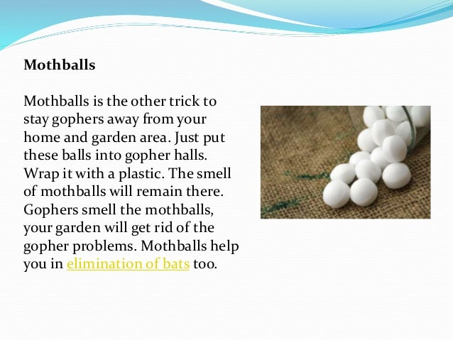 Do Mothballs Get Rid Of Gophers