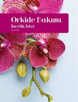 Orkide Bakımı
Incelik Ister
Pervin CAN
. .
 