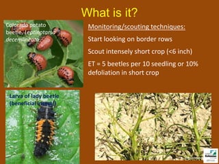What is it?
Colorado potato          Monitoring/scouting techniques:
beetle, Leptinotarsa
decemlineata             Start looking on border rows
                         Scout intensely short crop (<6 inch)
                         ET = 5 beetles per 10 seedling or 10%
                         defoliation in short crop


 Larva of lady beetle
 (beneficial insect!)
 