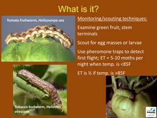 What is it?
Tomato fruitworm, Helicoverpa zea   Monitoring/scouting techniques:
                                    Examine green fruit, stem
                                    terminals
                                    Scout for egg masses or larvae
                                    Use pheromone traps to detect
                                    first flight; ET = 5-10 moths per
                                    night when temp. is <85F
                                    ET is ½ if temp. is >85F




    Tobacco budworm, Heliothis
    virescens
 