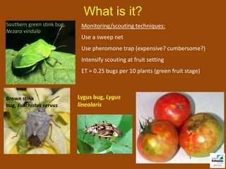What is it?
Southern green stink bug,    Monitoring/scouting techniques:
Nezara viridula
                             Use a sweep net
                             Use pheromone trap (expensive? cumbersome?)
                             Intensify scouting at fruit setting
                             ET = 0.25 bugs per 10 plants (green fruit stage)



Brown stink                 Lygus bug, Lygus
bug, Euschistus servus      lineolaris
 
