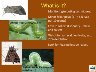 What is it?
                                     Monitoring/scouting techniques:
                                     Minor foliar pests (ET = 5 larvae
                                     per 10 plants)
Cabbage looper, Trichoplusia ni
                                     Easy to collect & identify – shake
                                     and collect
                                     Watch for sun scald on fruits, esp.
                                     20% defoliation
                                     Look for fecal pellets on leaves




            Soybean looper, Pseudoplusia
            includens
 