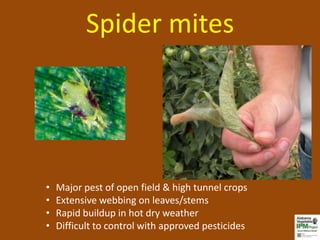 Spider mites




•   Major pest of open field & high tunnel crops
•   Extensive webbing on leaves/stems
•   Rapid buildup in hot dry weather
•   Difficult to control with approved pesticides
 