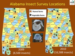 Alabama Insect Survey Locations
                   Peanut farms

                   Vegetable farms




      2009                                2010
 (8,500 insects)                     (16,588 insects)
 