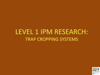 LEVEL 1 IPM RESEARCH:
  TRAP CROPPING SYSTEMS
 