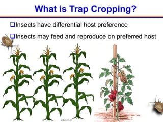 What is Trap Cropping?
Insects have differential host preference
Insects may feed and reproduce on preferred host
 
