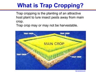 What is Trap Cropping?
Trap cropping is the planting of an attractive
host plant to lure insect pests away from main
crop.
Trap crop may or may not be harvestable.




                                        http://joyfusions.com/
 