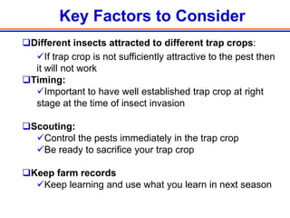 Key Factors to Consider
Different insects attracted to different trap crops:
  If trap crop is not sufficiently attractive to the pest then
  it will not work
Timing:
  Important to have well established trap crop at right
  stage at the time of insect invasion

Scouting:
  Control the pests immediately in the trap crop
  Be ready to sacrifice your trap crop

Keep farm records
  Keep learning and use what you learn in next season
 