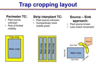 Trap cropping layout
 Perimeter TC:      Strip interplant TC:                                                Source – Sink
• Pest source       • Pest source unknown                                                approach:
  unknown           • Comparitively more                                              • Pest source known
• Pest of limited     mobile pests                                                    • Less insect movement
  mobility


   Trap crop
                                                                                                      Source



                                                 Main crop
                                                             Main crop
                                     Main crop
                         Main crop
                                                                                        Open field

   Main crop




                                                                         Open field
                                                                                         Main crop

                                                                                         Open field
 