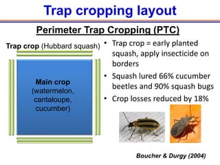 Trap cropping layout
        Perimeter Trap Cropping (PTC)
Trap crop (Hubbard squash) • Trap crop = early planted
                             squash, apply insecticide on
                             borders
                           • Squash lured 66% cucumber
        Main crop
                             beetles and 90% squash bugs
       (watermelon,
        cantaloupe,        • Crop losses reduced by 18%
        cucumber)




                                    Boucher & Durgy (2004)
 