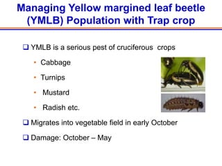 Managing Yellow margined leaf beetle
 (YMLB) Population with Trap crop

  YMLB is a serious pest of cruciferous crops

    • Cabbage

    • Turnips

    • Mustard

    • Radish etc.

  Migrates into vegetable field in early October

  Damage: October – May
 