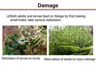 Damage
    Both adults and larvae feed on foliage by first making
     small holes; later serious defoliation




Defoliation of larvae on turnip   Mass attack of adults on napa cabbage
 